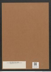 Diatomeae indet. Zeichnungen Sammlung Grunow Mappe 03032 (Herbarium_W_Grunow_drawings_Folder_03032)